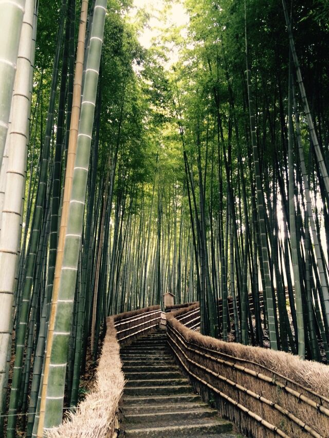 22_Bamboo forest, Kyoto.jpg