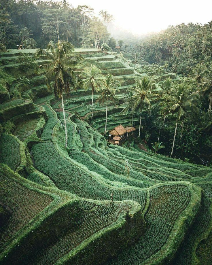 2_Tegalalang rice terraces Ubud Bali.jpg